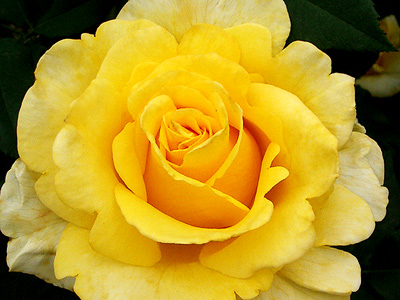 智光山公園にて黄色いバラ