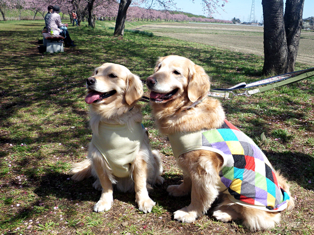 北浅羽桜堤公園で出会った姉妹犬